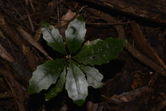 Polyosma cunninghamii