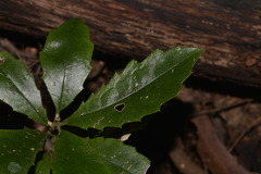 Polyosma cunninghamii