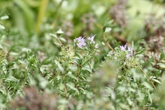 Thymus quinquecostatus