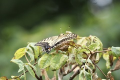 Papilio machaon hippocrates