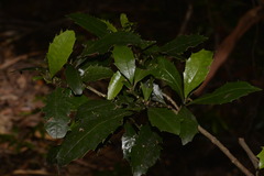 Polyosma cunninghamii