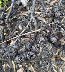 Eucalyptus talyuberlup