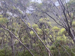 Eucalyptus talyuberlup