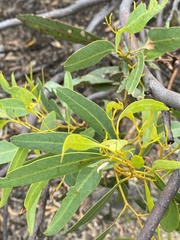 Eucalyptus talyuberlup