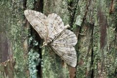 Protoboarmia faustinata