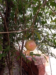 Punica granatum