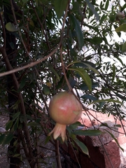 Punica granatum
