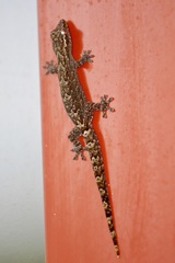 Lepidodactylus lugubris