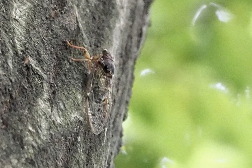 Evening Cicada photo 2