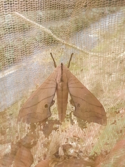 Marumba
