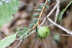 Torreya nucifera