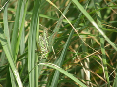 Gampsocleis sedakovii