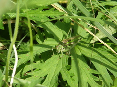 Gampsocleis sedakovii