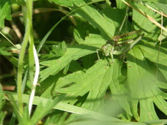 Gampsocleis sedakovii