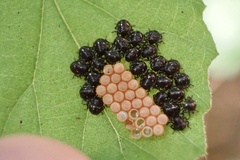 Glaucias subpunctatus