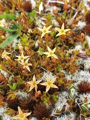 Stackhousia minima