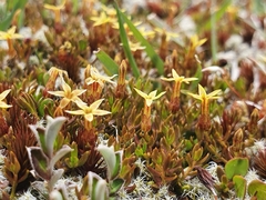 Stackhousia minima