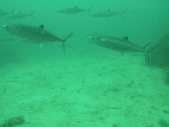 Scomberomorus regalis