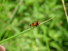 Phyllobrotica quadrimaculata