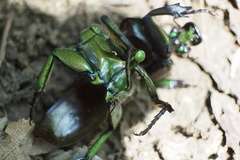 Pseudotorynorrhina japonica