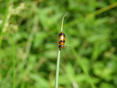 Phyllobrotica quadrimaculata