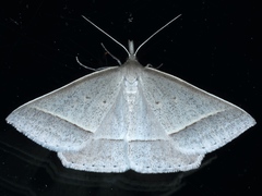 Epidesmia perfabricata