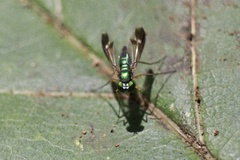 Condylostylus nebulosus
