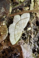 Rhynchobapta cervinaria