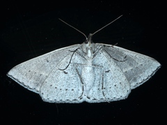 Epidesmia perfabricata