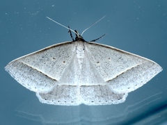 Epidesmia perfabricata