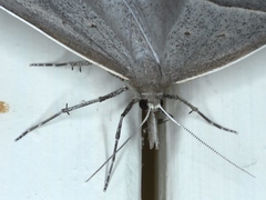 Epidesmia perfabricata