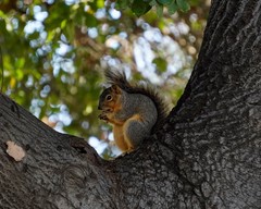 Sciurus niger
