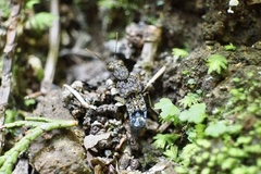 Ontholestes gracilis