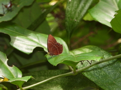 Abisara saturata kausambioides