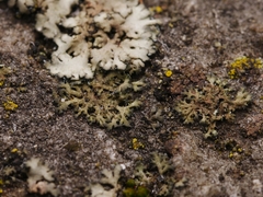 Phaeophyscia nigricans