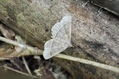 Paracolax trilinealis