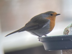 Erithacus rubecula