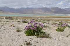 Saussurea pseudosalsa