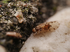 Ectopsocidae