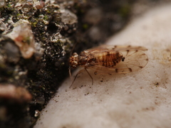 Ectopsocidae