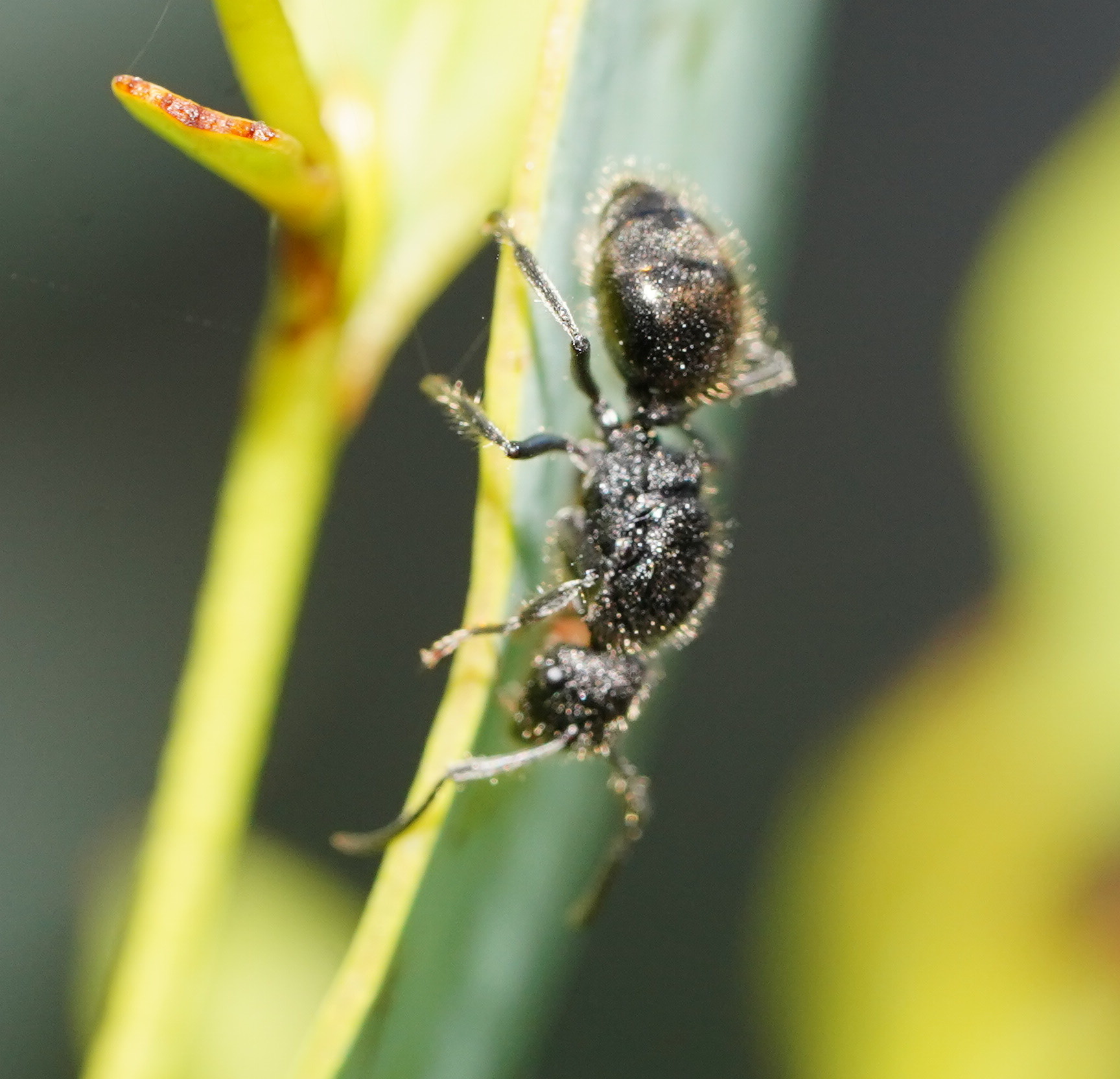 Polyrhachis hirsuta