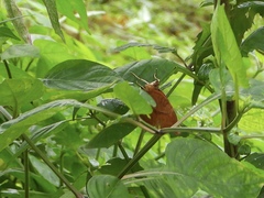 Doleschallia bisaltide