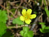 Appalachian Barren-Strawberry - Photo (c) Superior National Forest, some rights reserved (CC BY)