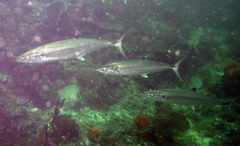 Scomberomorus regalis