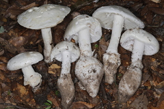 Amanita rhoadsii image