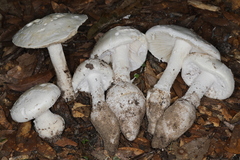 Amanita rhoadsii image