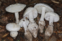 Amanita rhoadsii image