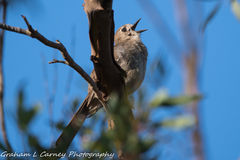 Drymodes brunneopygia
