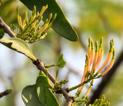 Loranthaceae