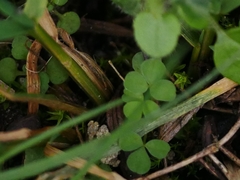 Trifolium dubium